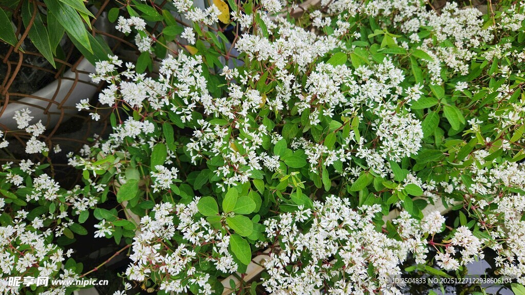 白色小花丛 绿意相伴