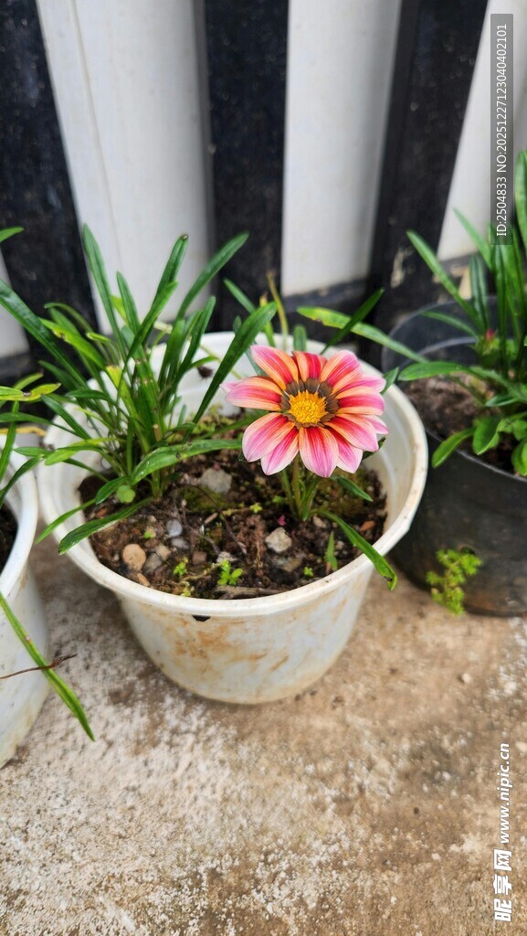 花盆中的多彩花卉