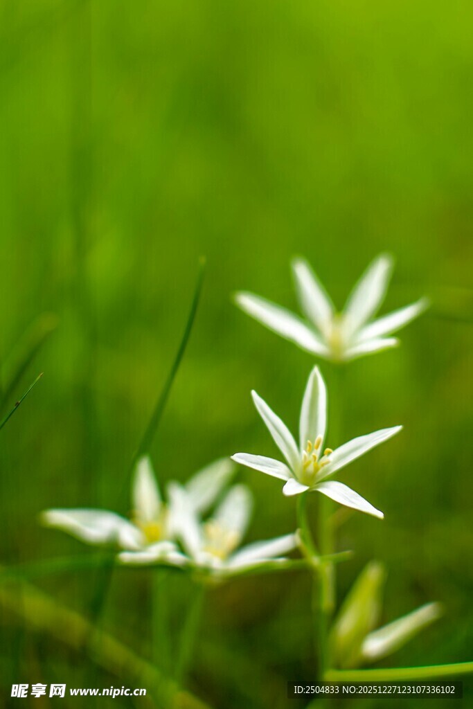 绿草间的白色小花