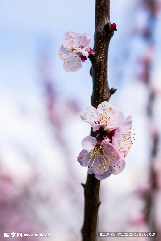 枝头绽放的粉嫩杏花