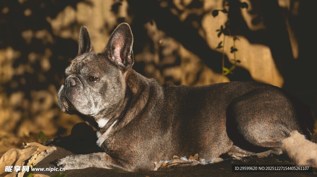 趴着的可爱法国斗牛犬