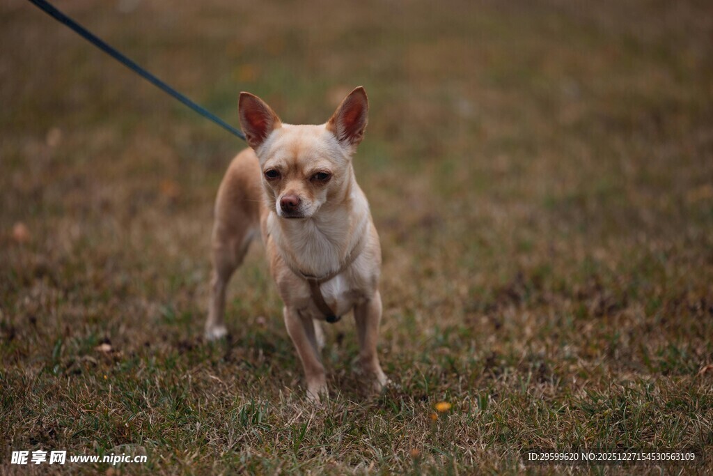 拴绳的吉娃娃站在草地上