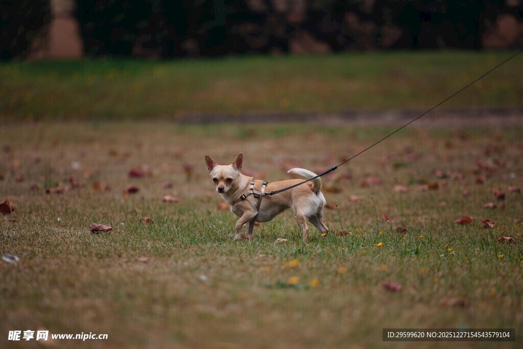 草地上奔跑的可爱小狗