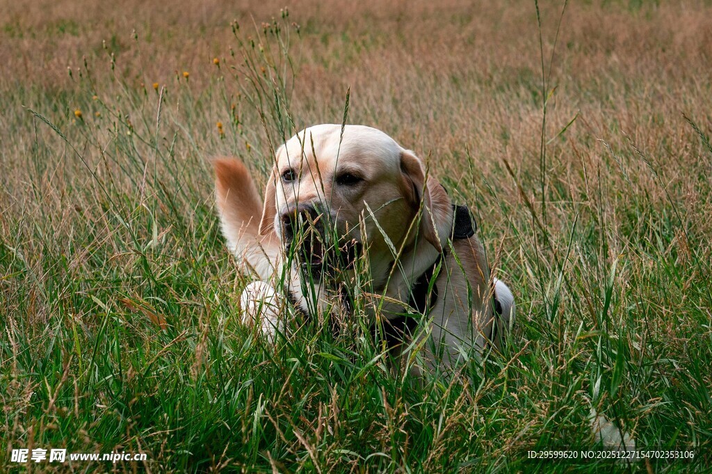 草地上的可爱小狗