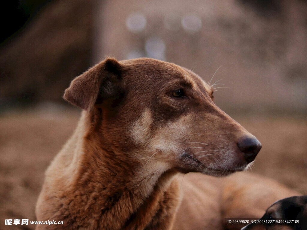 棕色狗狗侧躺的温馨瞬间