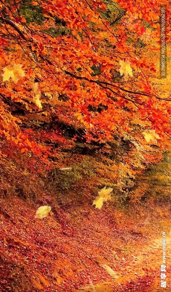 秋日绚烂红叶林间小道