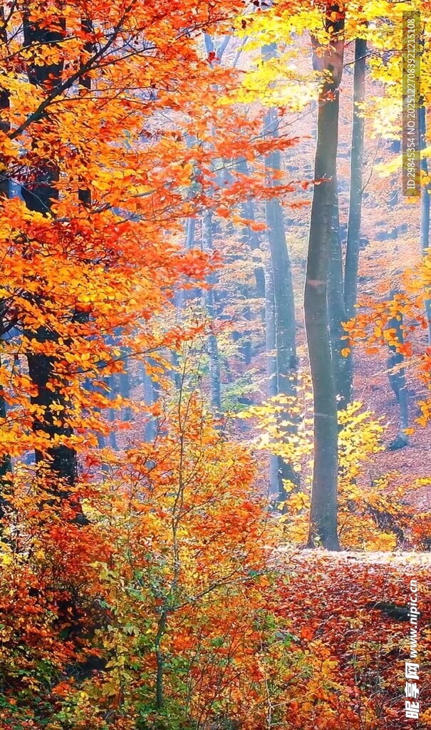 秋日森林绚丽美景