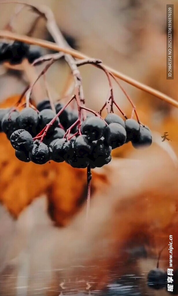 秋日枝头的黑紫色浆果