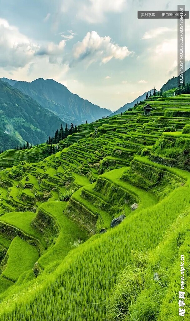 翠绿梯田