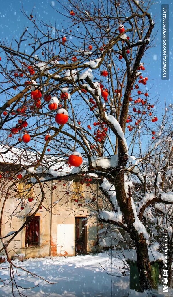 雪中红柿映古宅