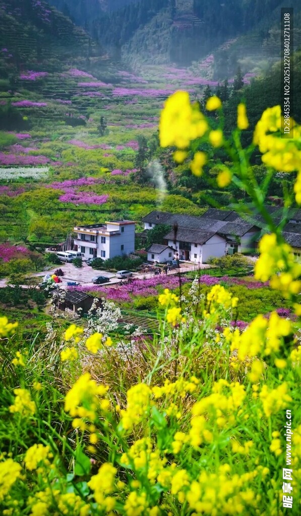 山间油菜花海中的村落