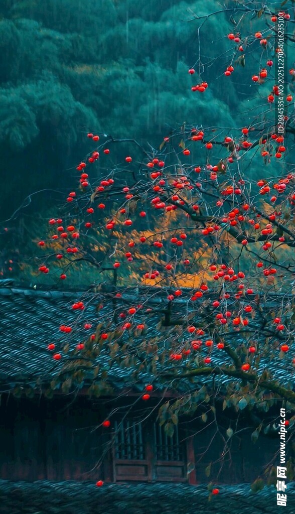 湖畔红梅映翠林