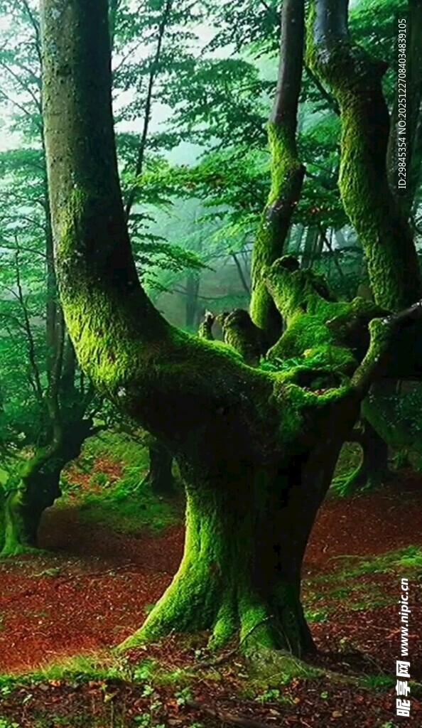 古老苍劲的森林奇异树木