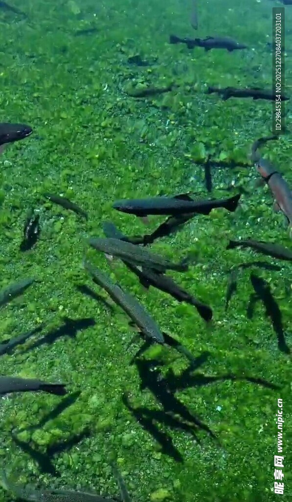 水下群鱼游弋于绿藻间