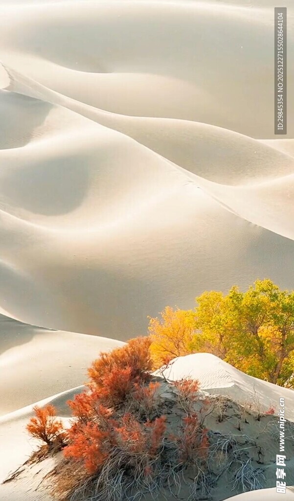 沙漠中的绚烂植物景观