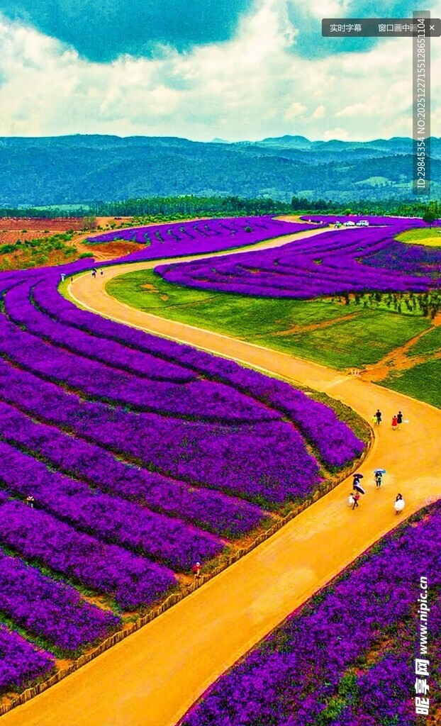 紫色薰衣草田的美丽风光