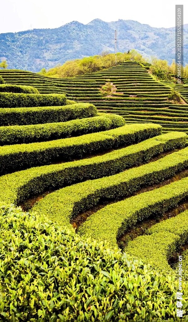 层层叠翠的美丽茶园风光