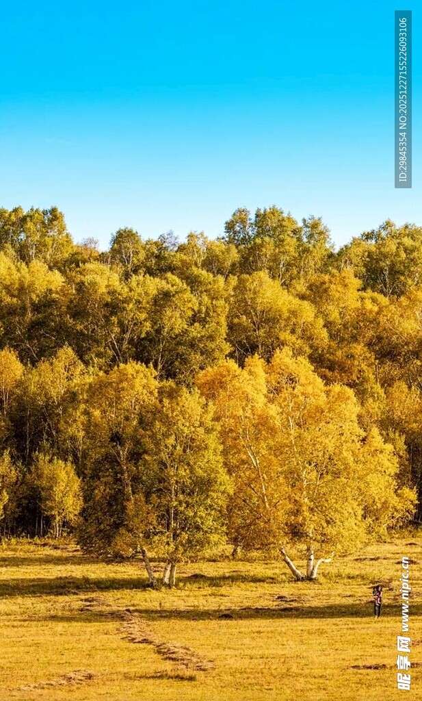 秋日金黄树林美景