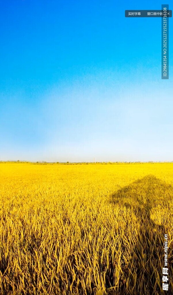 金黄麦田中的孤独树木