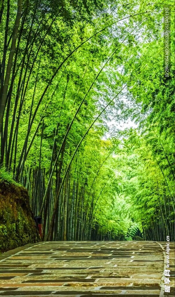 竹林中的木质步道