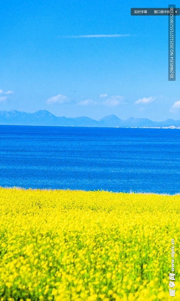 金黄花海与碧海蓝天
