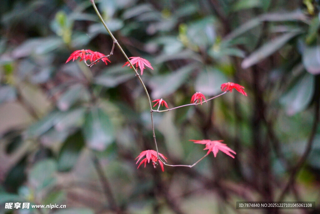 枝头绽放的红色羽叶