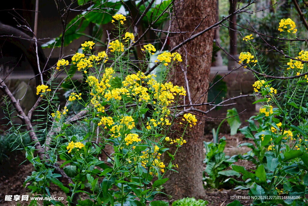 林间绽放的黄色小花
