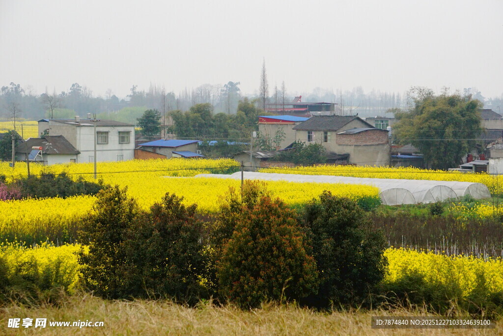 春日田园油菜花美景