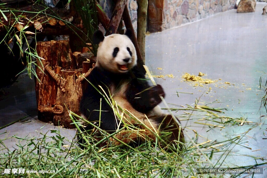 熊猫惬意享用竹子