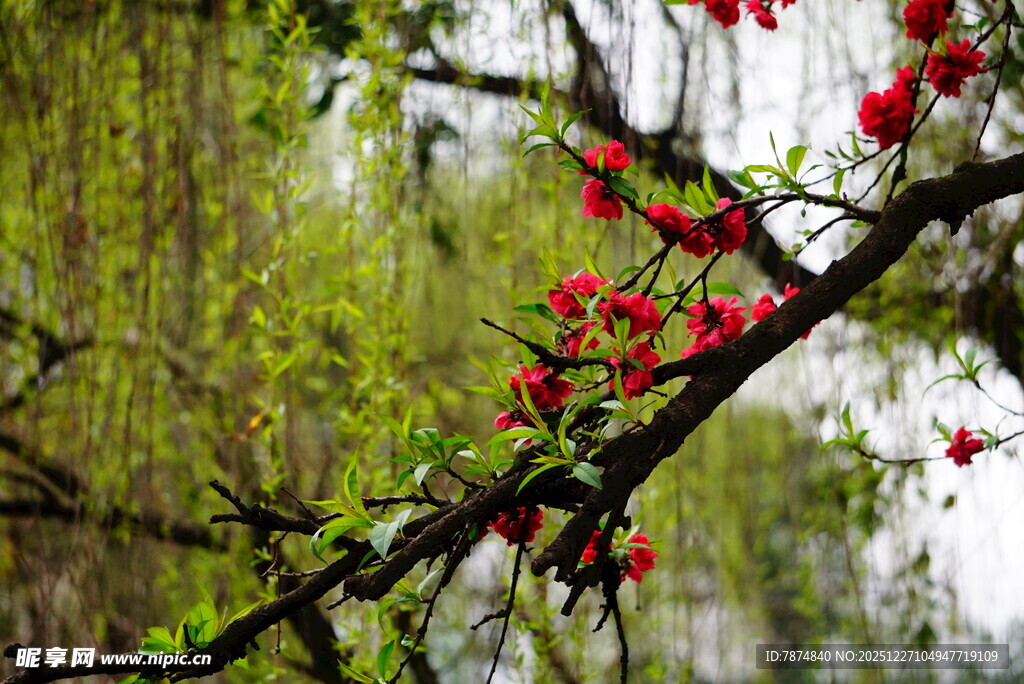 枝头红花绽 春意正浓