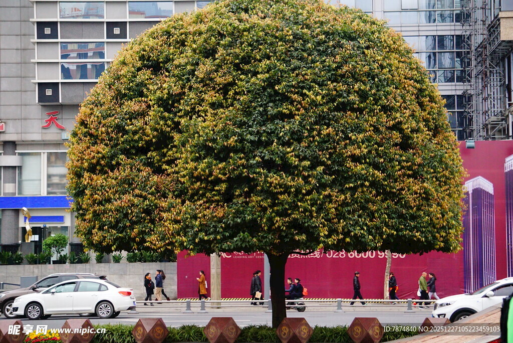 球形修剪绿植 城市景观一角