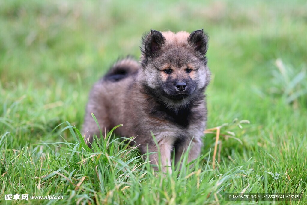 草地上的可爱小柴犬