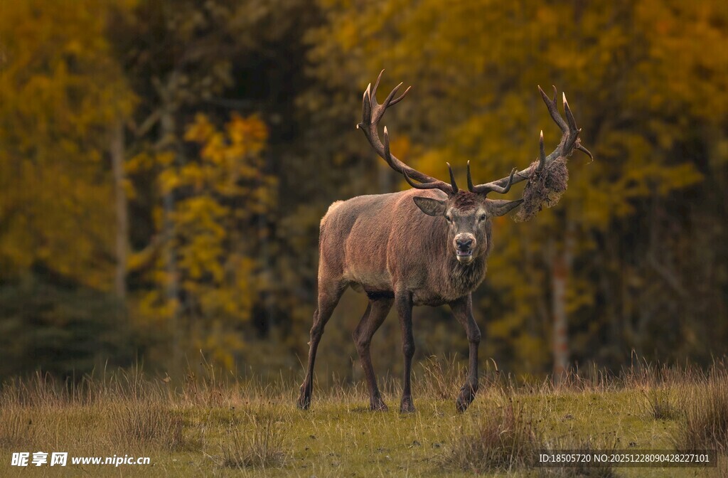 草原上的雄伟麋鹿