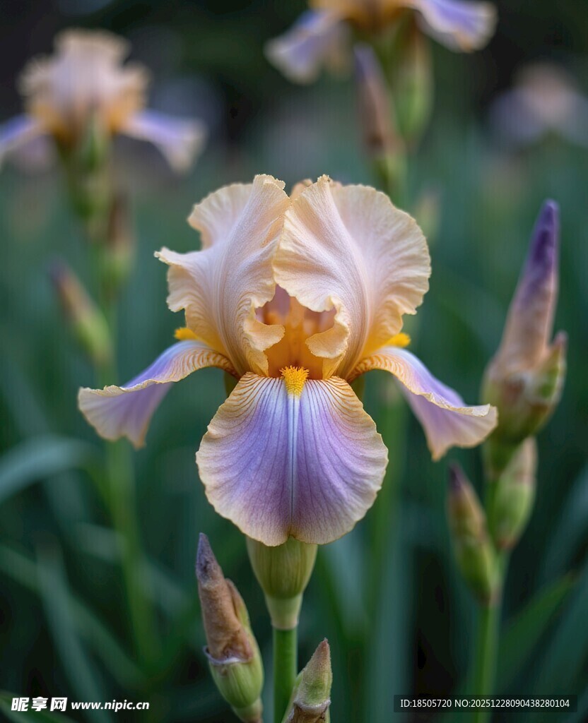 美丽鸢尾花绽放