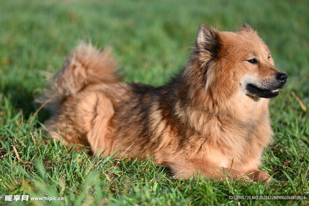 草地上的棕色小狗