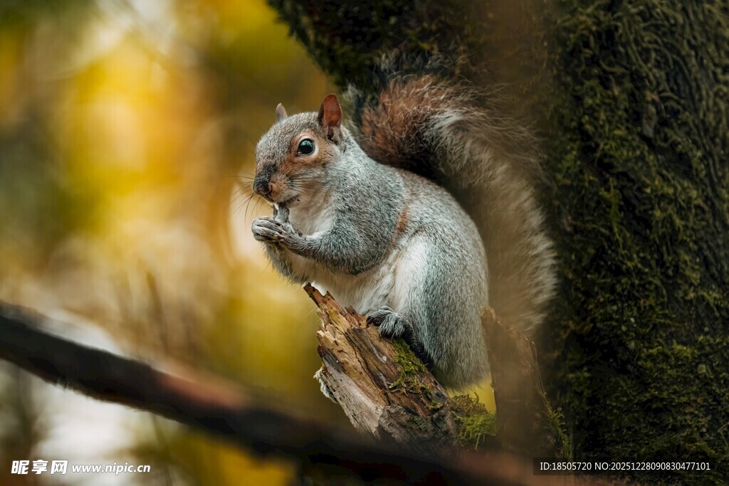 树枝上的可爱松鼠