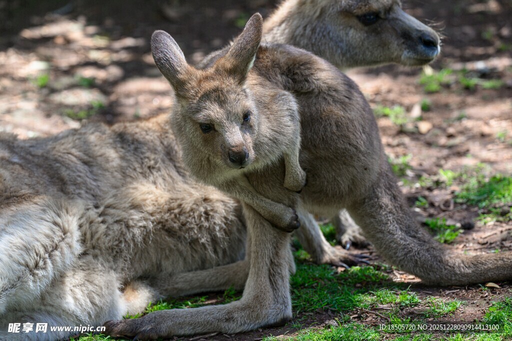 草地上的几只可爱袋鼠