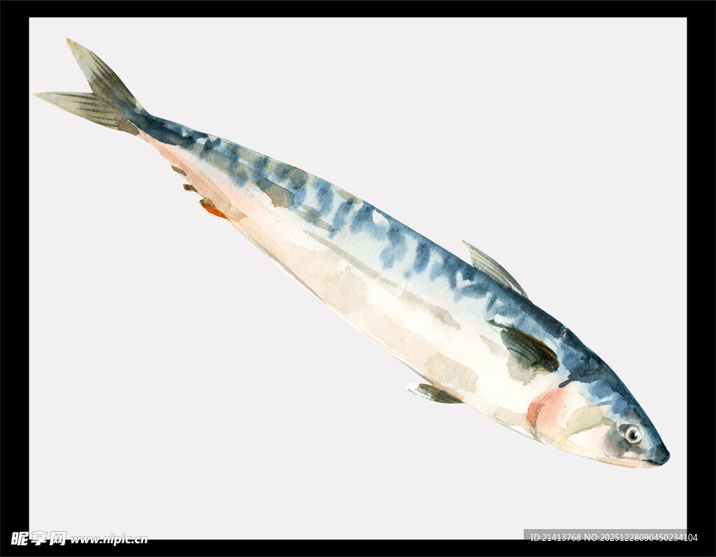 单条蓝白相间的鱼