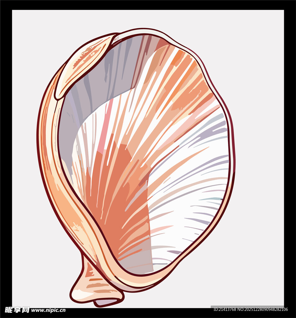 手绘精美贝壳图案