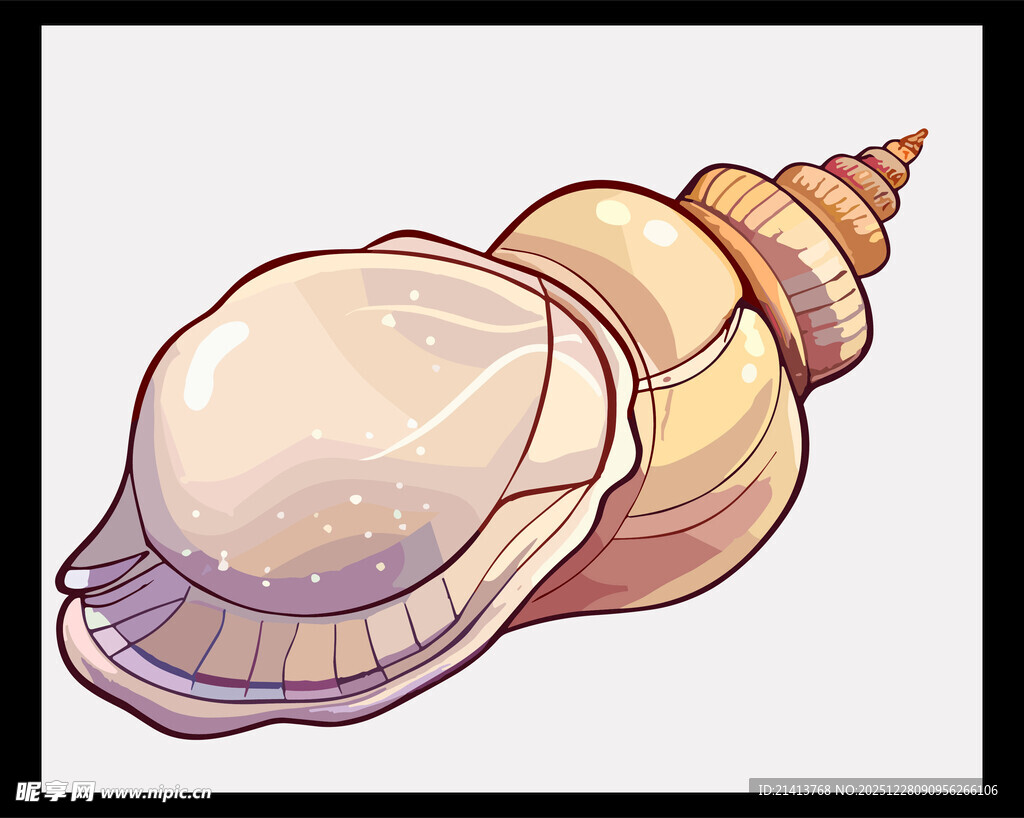 手绘精美海螺插画