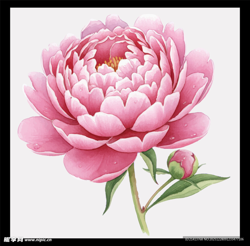 娇艳粉色玫瑰插画