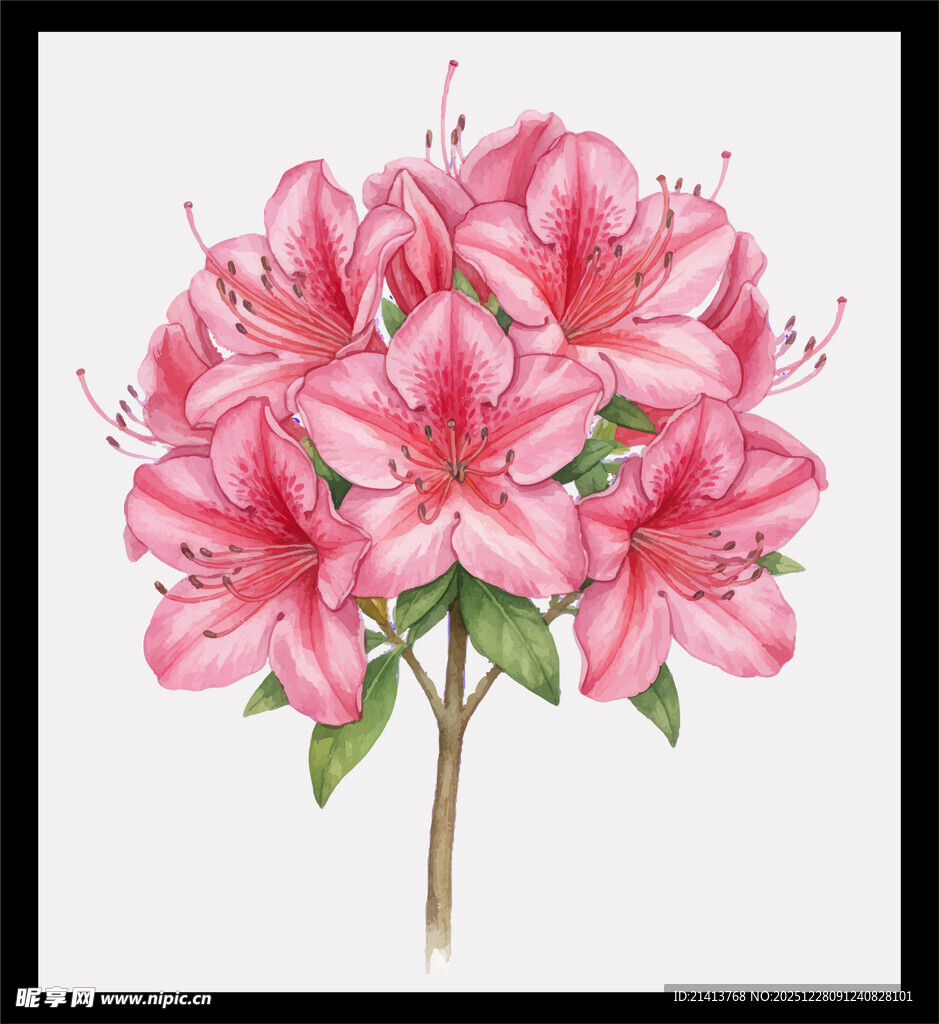 粉色绣球花水彩插画