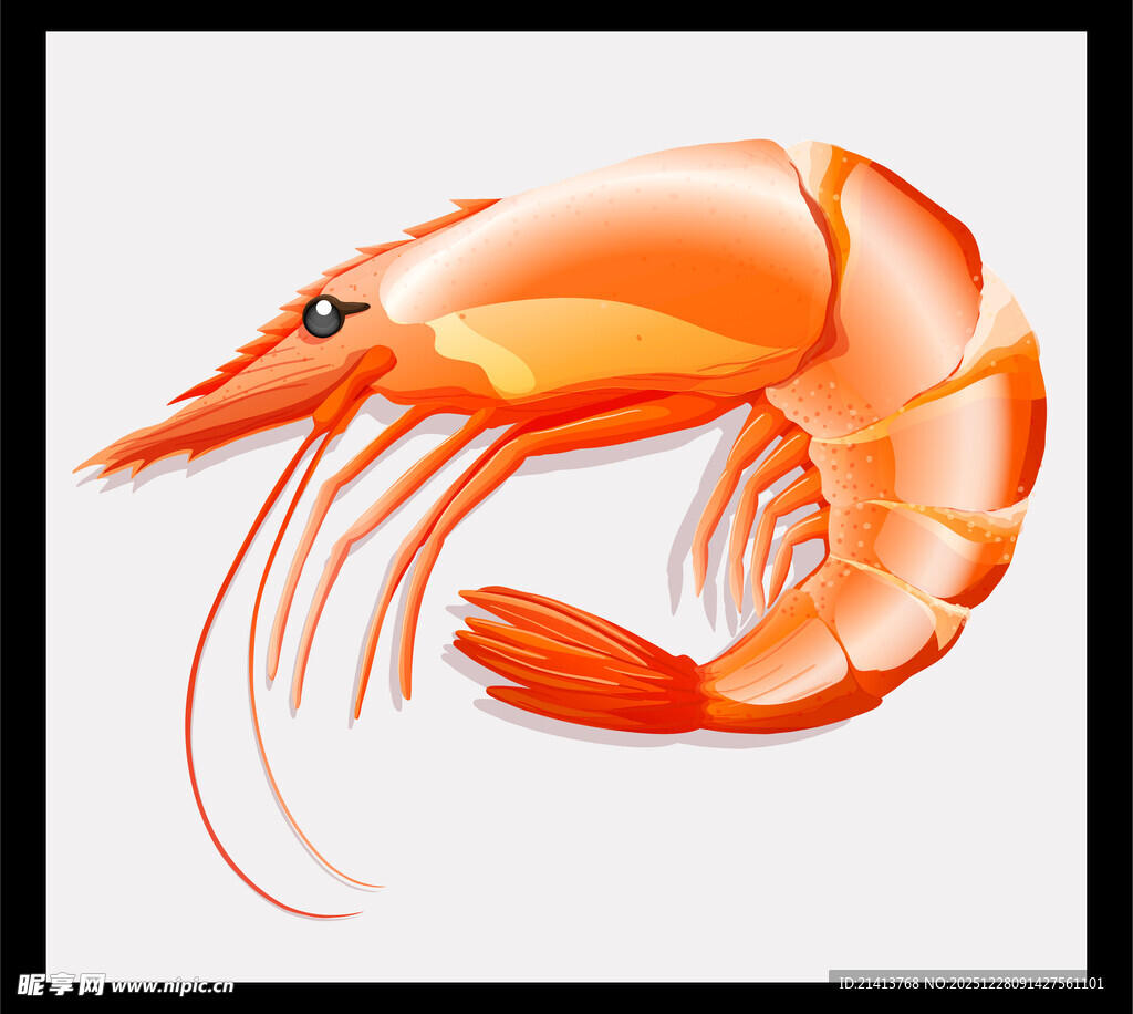 鲜活大虾插画