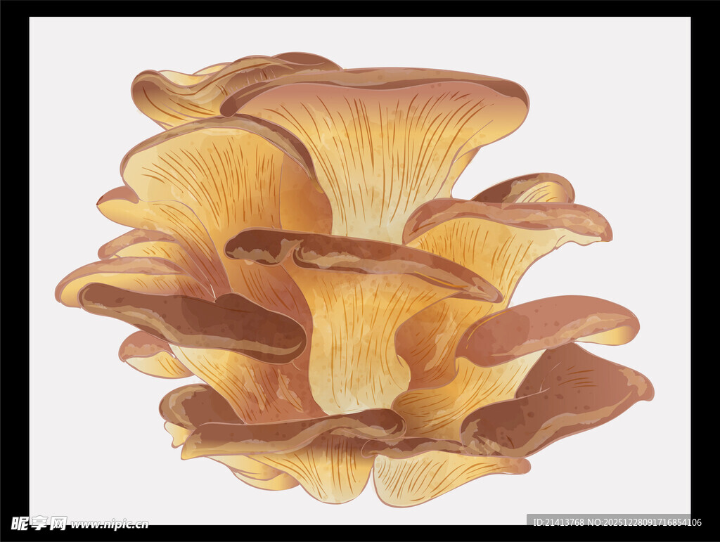 堆叠的美味平菇