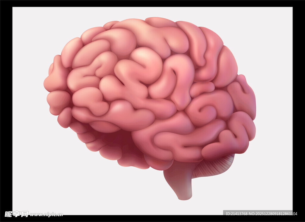 人类大脑模型展示