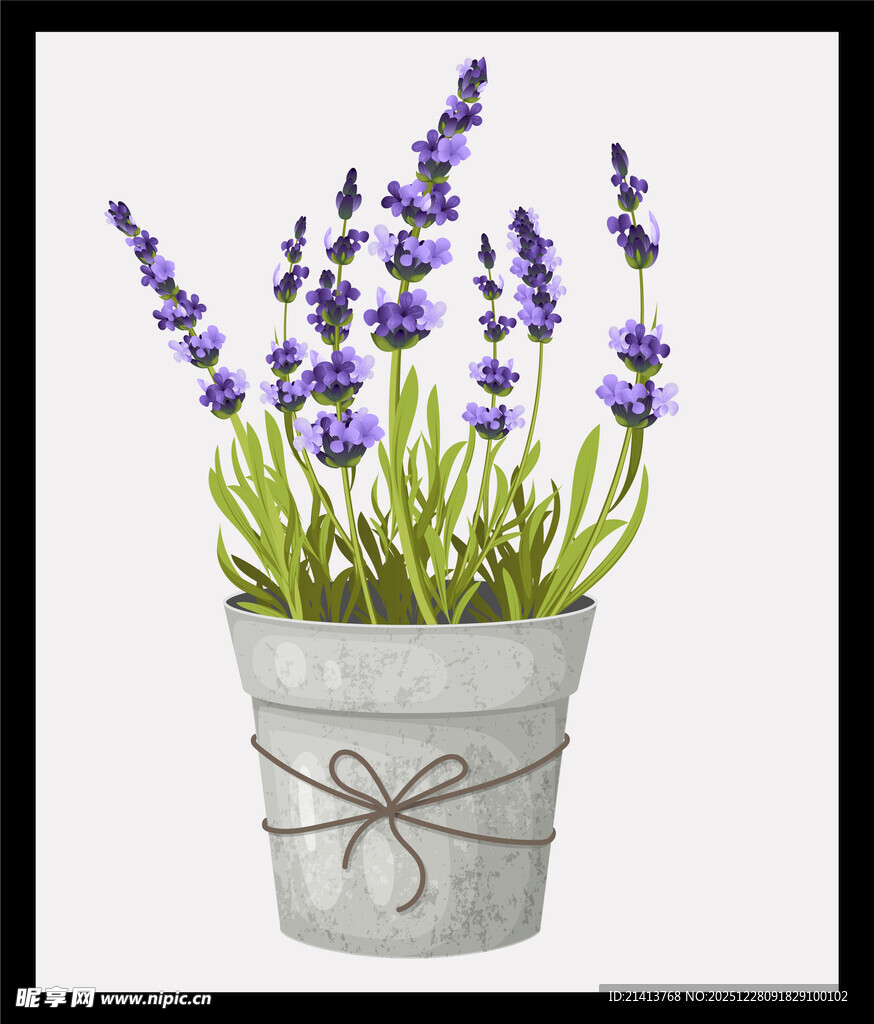 金属桶中的紫色薰衣草