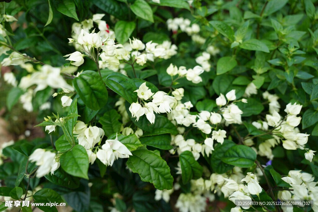 白色小花簇拥的绿植景观