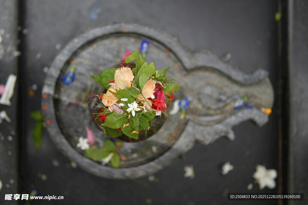 微观景观中的迷你植物世界