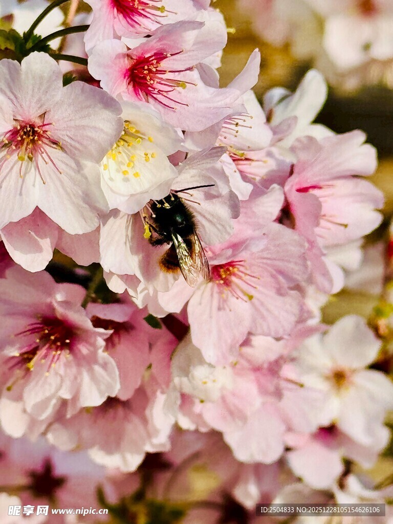 蜜蜂采蜜于粉嫩樱花间