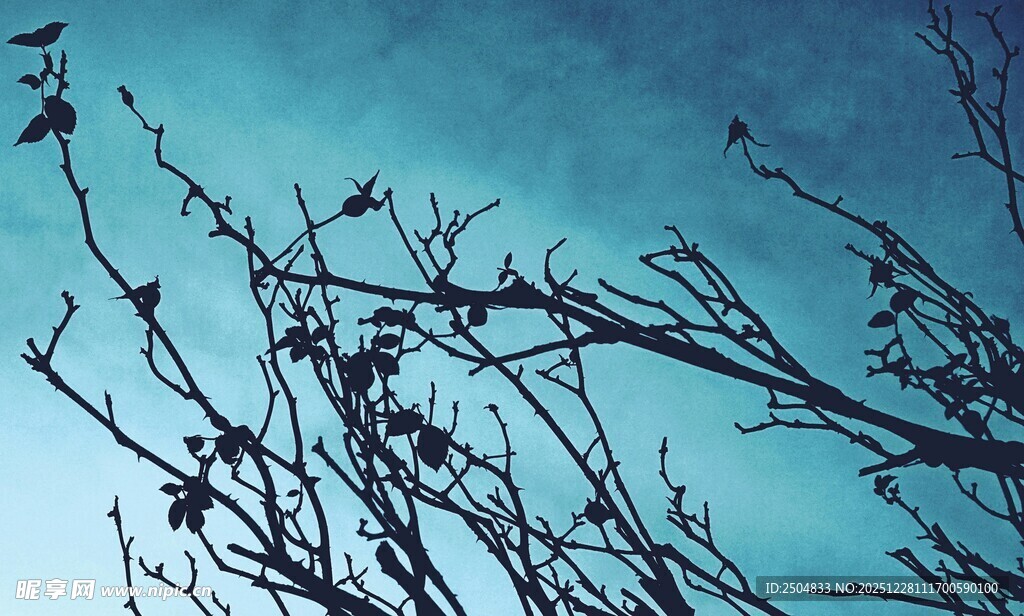 蓝天映衬下的光秃树枝